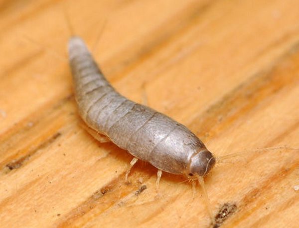 اصول انبار داری و جلوگیری از بید خوردگی