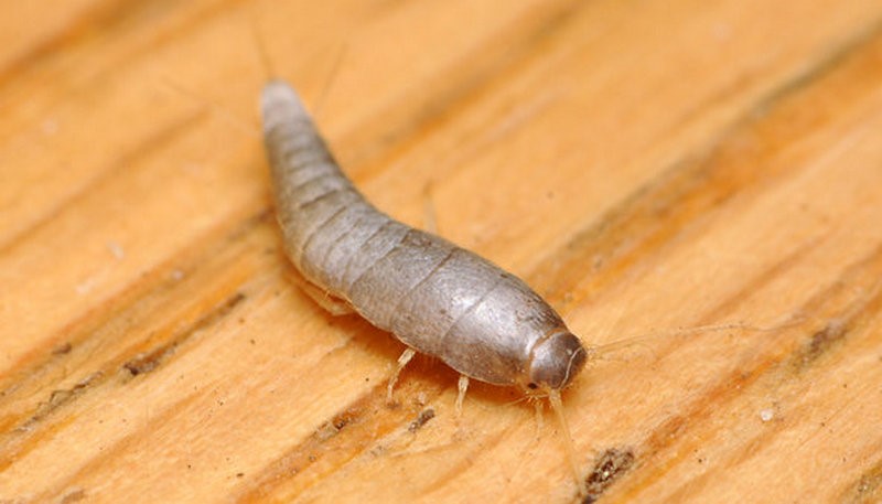 اصول انبار داری و جلوگیری از بید خوردگی