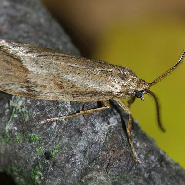 بیدزدگی فرش - قالیشویی ابریشم خراسان