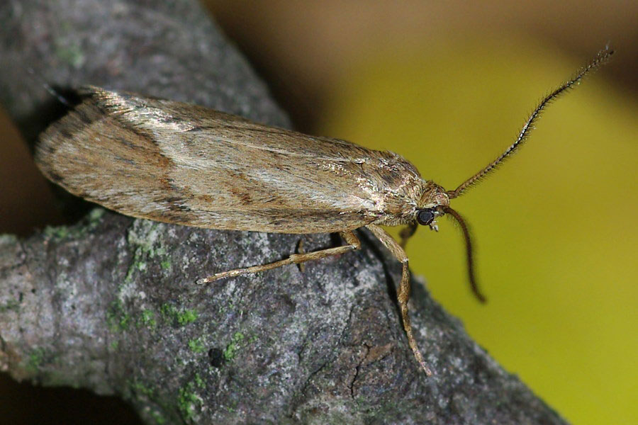 بیدزدگی فرش - قالیشویی ابریشم خراسان